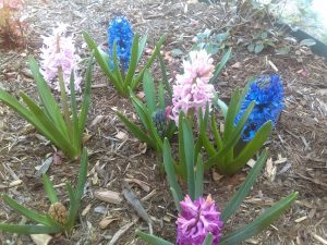 Hyacinths Blooming