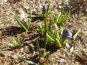 All Eight Hyacinths Planted