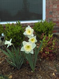 Blooms of Big Daffodil