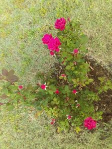 Rose Blooms