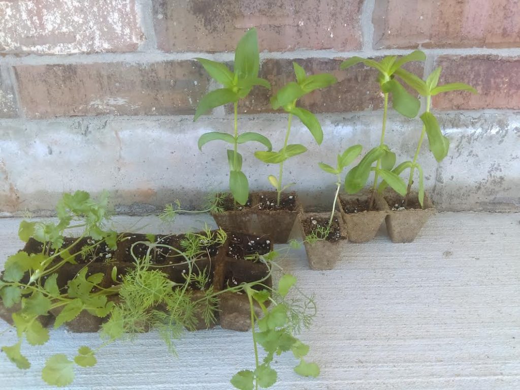 Seedlings Ready for Transplant
