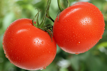 Fresh Tomatoes for Chili