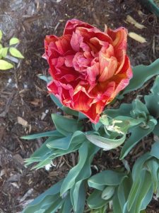 Tulip Blooms