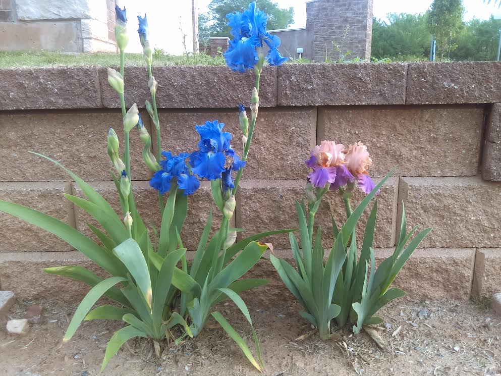 Blooms of Irises 