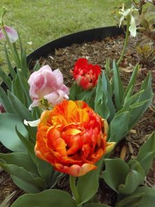 Tulip Blooms