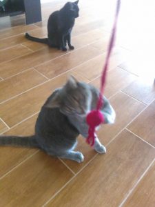 Bubbles Playing with Cat Toy
