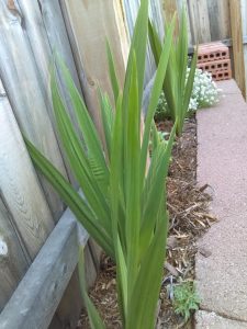 Plum-Colored Gladiolus 