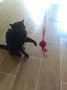 Sprinkle Enjoying Cat Toy