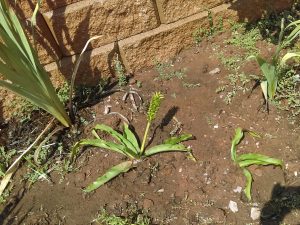 Transplanted Pineapple Lilies