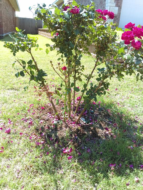 Prune Knockout Roses for More Blooms and Airflow Dainty Kitty