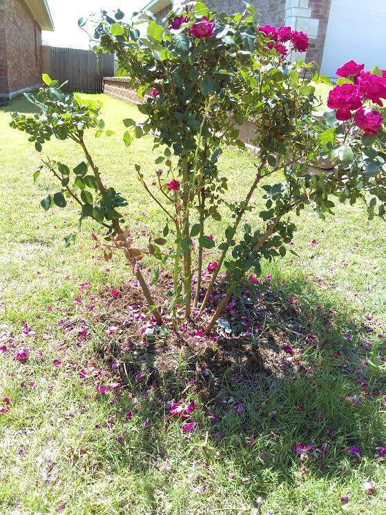 Prune Knockout Roses for More Blooms and Airflow – Dainty Kitty