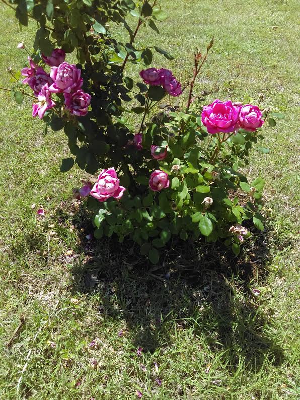 Prune Knockout Roses for More Blooms and Airflow Dainty Kitty
